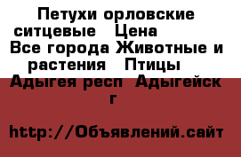 Петухи орловские ситцевые › Цена ­ 1 000 - Все города Животные и растения » Птицы   . Адыгея респ.,Адыгейск г.